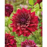 Daalia Rip City 1 kpl/pussi