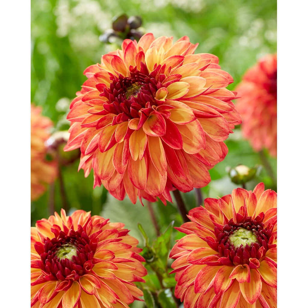 Daalia 'Ding a Dong'