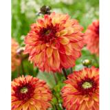 Daalia Ding a Dong 1 kpl/pussi