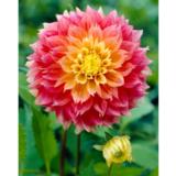 Daalia Kogane Fubuki 1 kpl/pussi