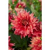 Daalia Dazzling Magic 1 kpl/pussi