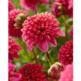 Daalia Alyshia 1 kpl/pussi