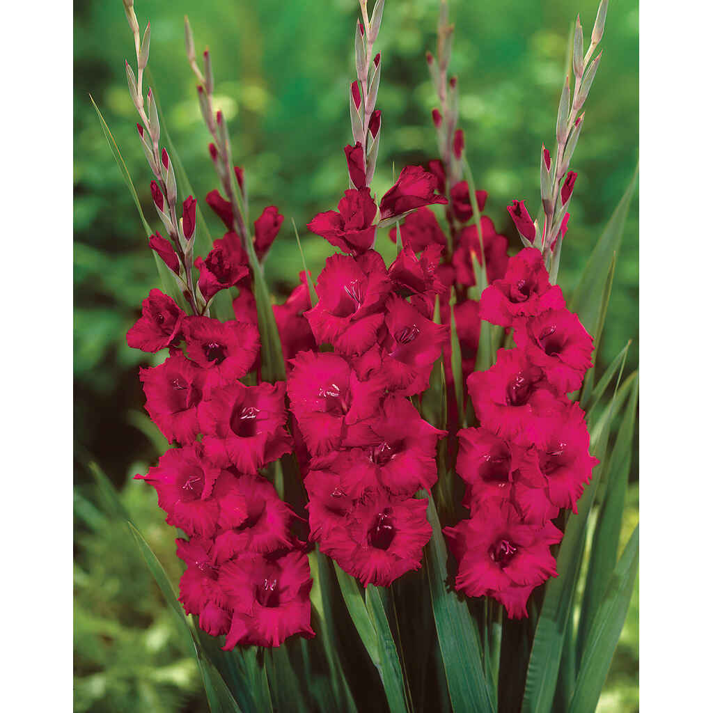 Gladiolus 'Plum Tart'