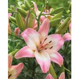 Lilja Levi 3 kpl/pussi