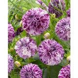 Daalia Marble Ball 1 kpl/pussi