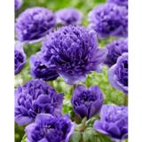 Kruunuvuokko Peony Blue 8 kpl/pussi