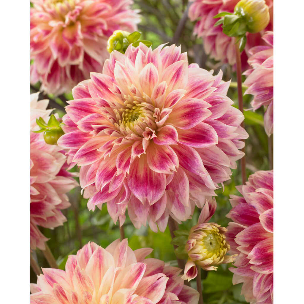 Daalia 'Temple of Beauty'