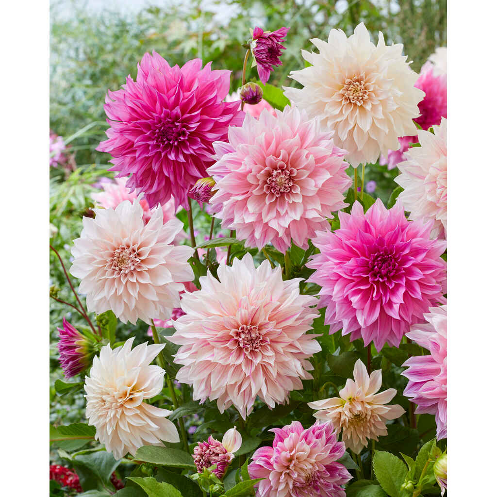 Daalia 'Cafe au Lait'