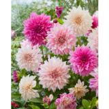 Daalia Cafe au Lait 3 kpl/pussi