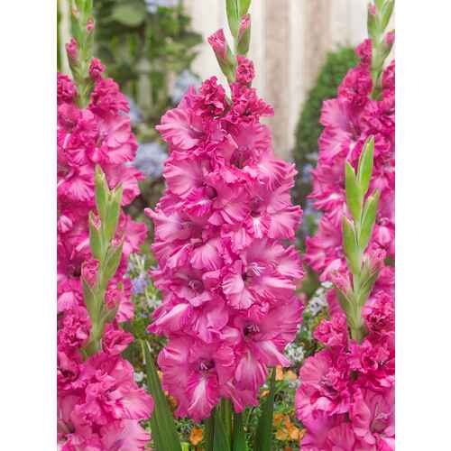 Gladiolus Grozny