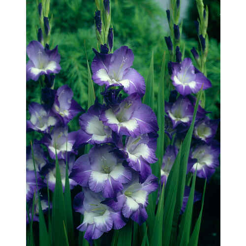 Gladiolus Nori