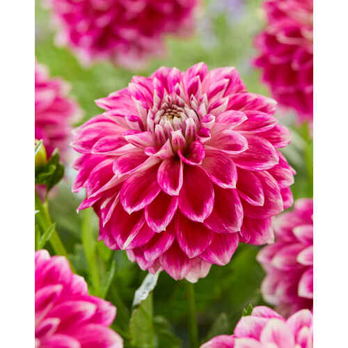 Daalia 'Go Go Pink'