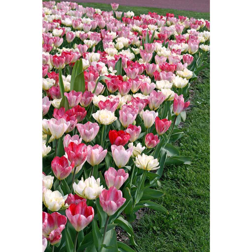Tulppaanilajitelma Exotic Flames, 50 sipulia/pussi