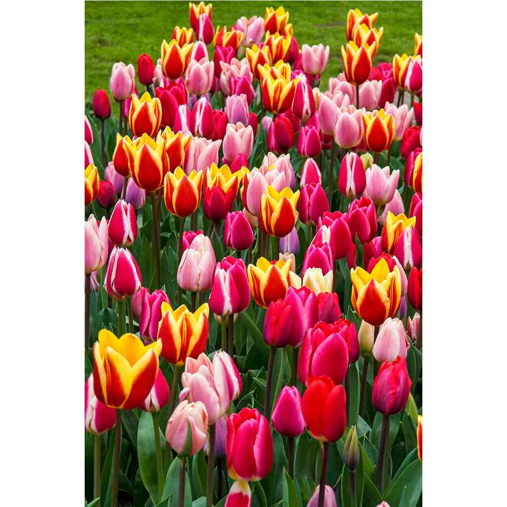 Tulppaanilajitelma Long Lasting Gian