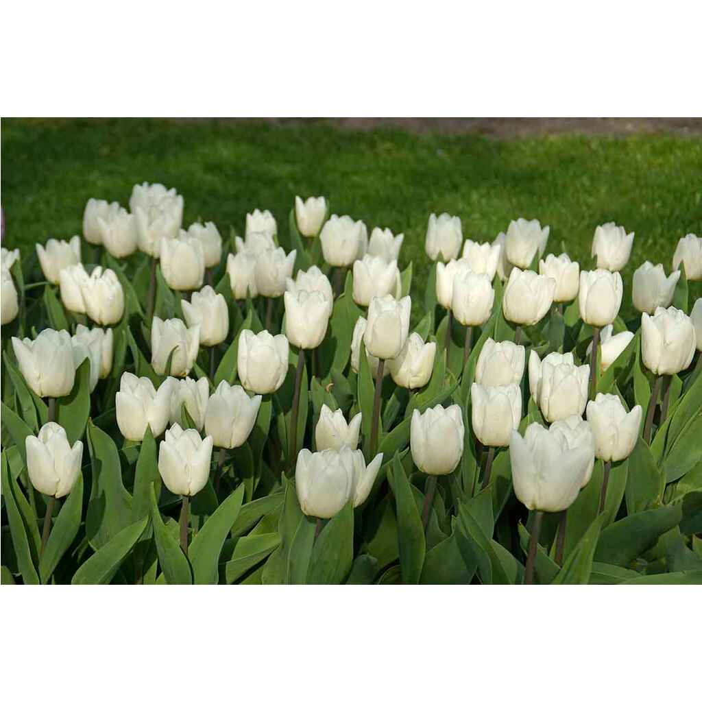 Tulppaani White Prince, 50 sipulia/pussi