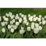 Tulppaani White Prince, 50 sipulia/pussi