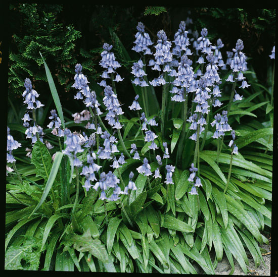 Espanjansinililja Scilla hispanica non-scripta