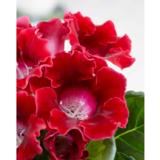 Gloxinia Roi de Rouge, 1 kpl/pussi