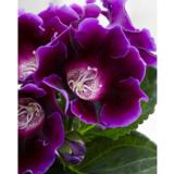 Gloxinia Violacea, 1 kpl/pussi
