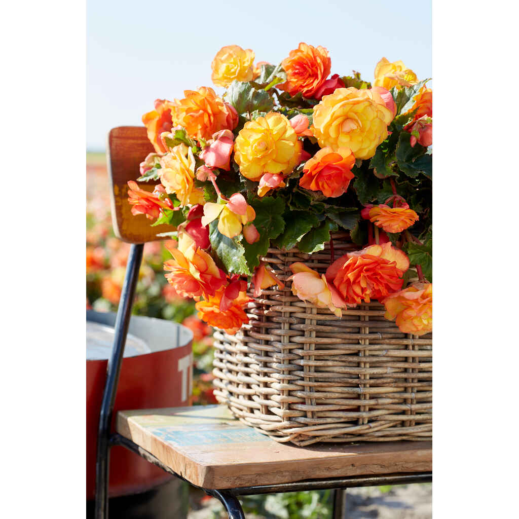 Begonia 'Sunray'