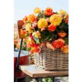 Begonia Cascade Picotee Sunray, 3 kpl/pussi