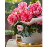 Begonia Dinnerplate Ruffled White Pink, 3 kpl/pussi