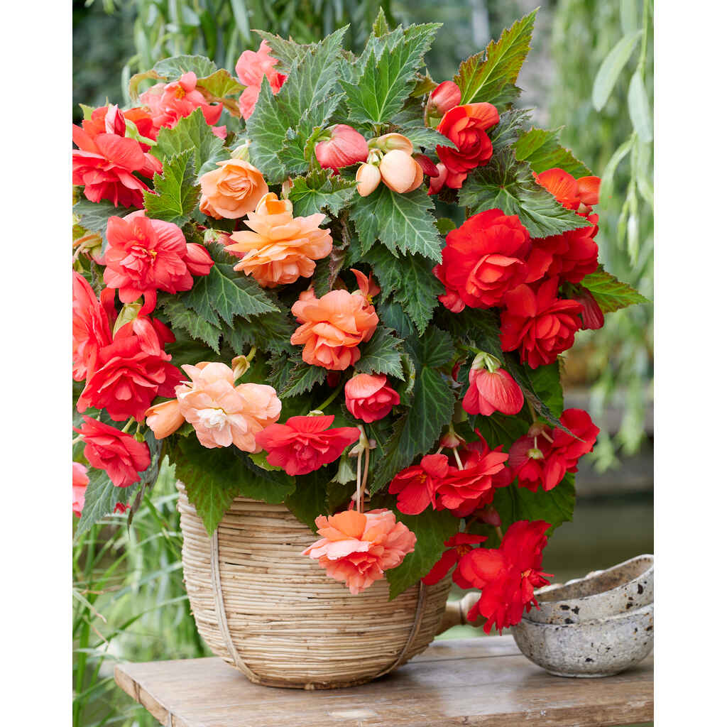 Begonia Cascade Red and Salmon Mix