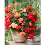 Begonia Cascade Red and Salmon Mix, 3 kpl/pussi