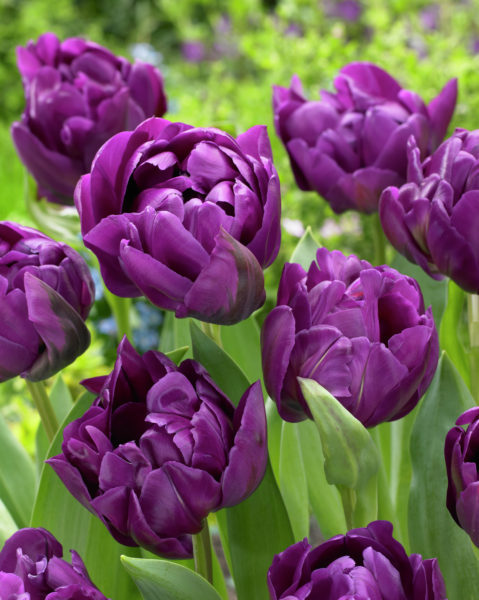 Tulppaani Double Negrita