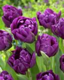 Tulppaani Double Negrita, 50 sipulia/pussi
