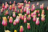 Tulppaani Blushing Beauty, 50 sipulia/pussi