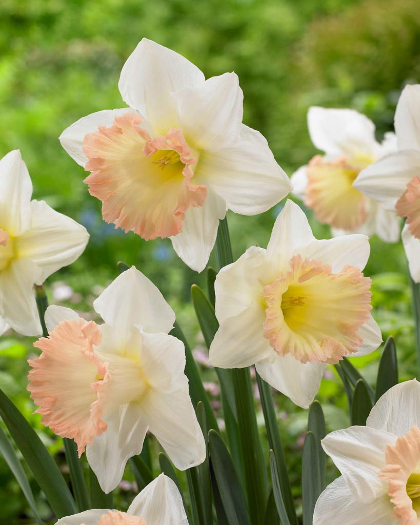 Narcis British Gamble