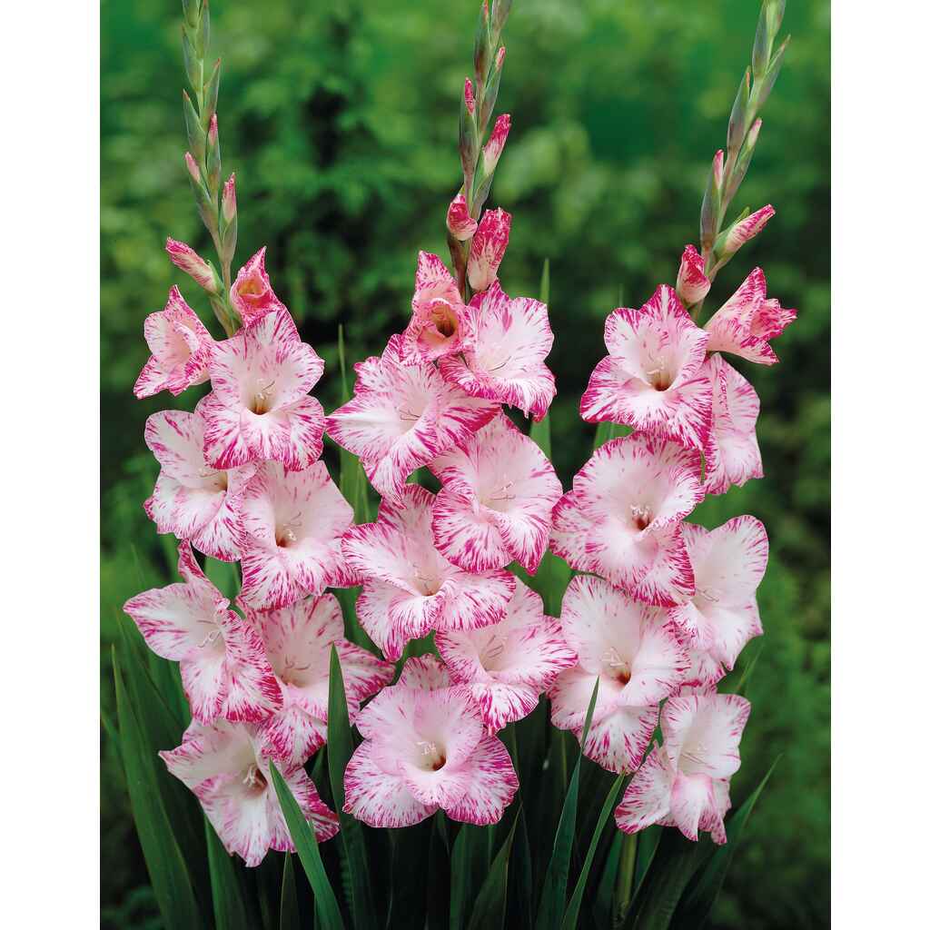 Gladiolus 'My Love'