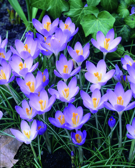 Krookus Barr's Purple