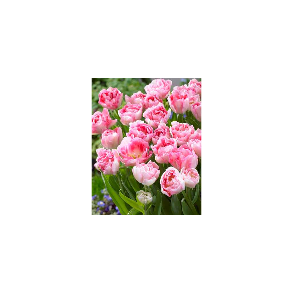 tulppaani 'Angelique'