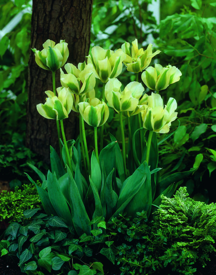 Tulppaani Spring Green