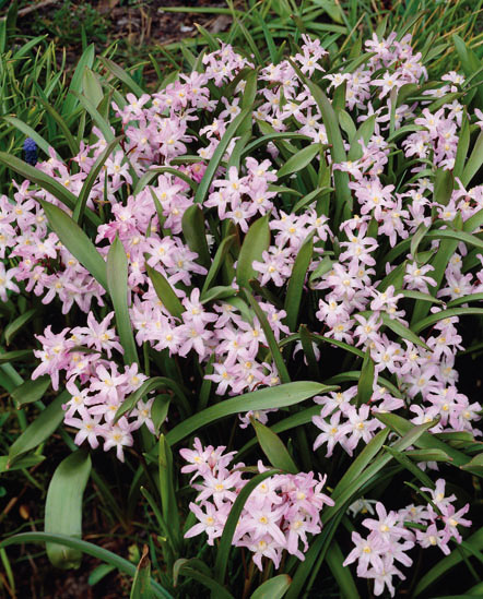 Kevättähti Chionodoxa Pink Giant