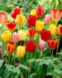 Tulppaanilajitelma Darwin-hybrid, 50 sipulia/pussi