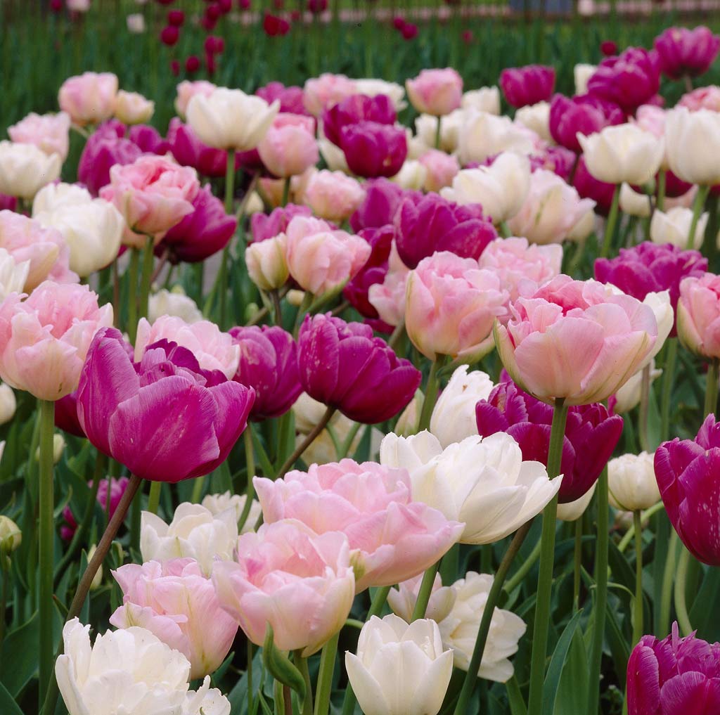 Tulip Double Bubble, 50 kpl/pussi