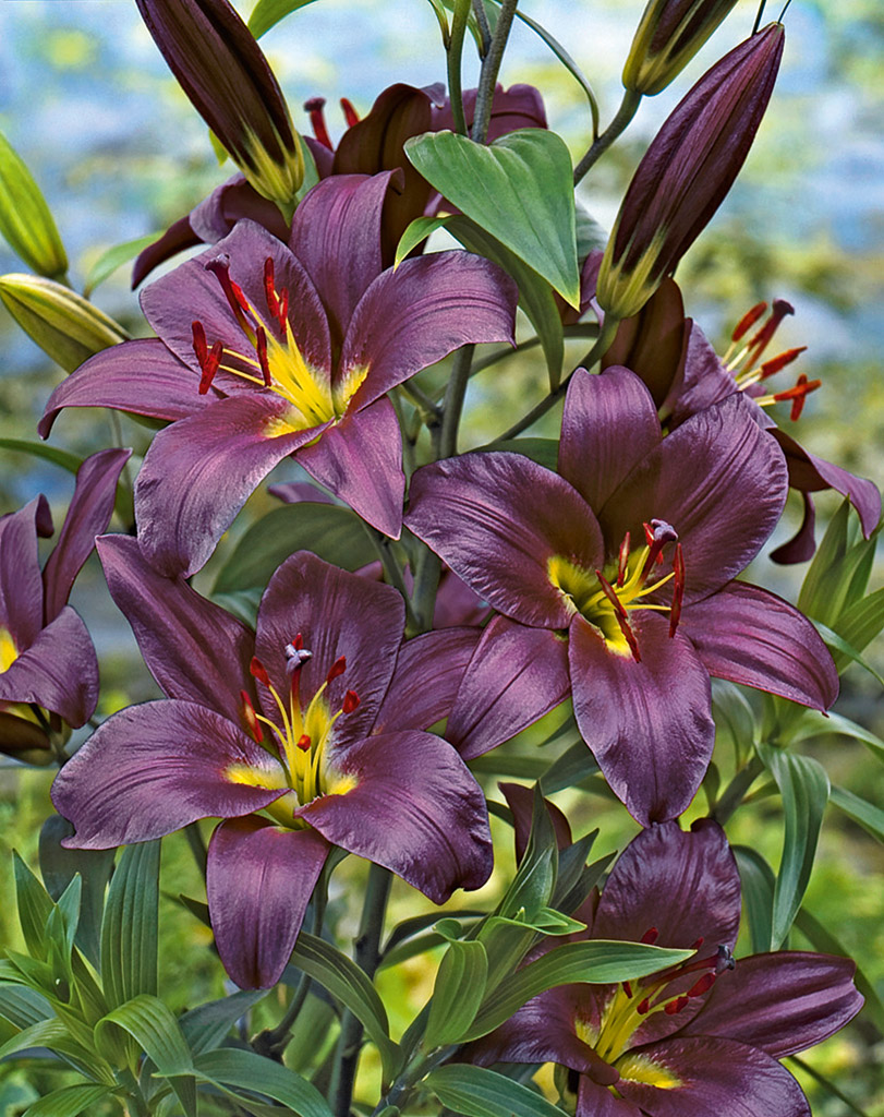 Lilja 'Purple Prince'