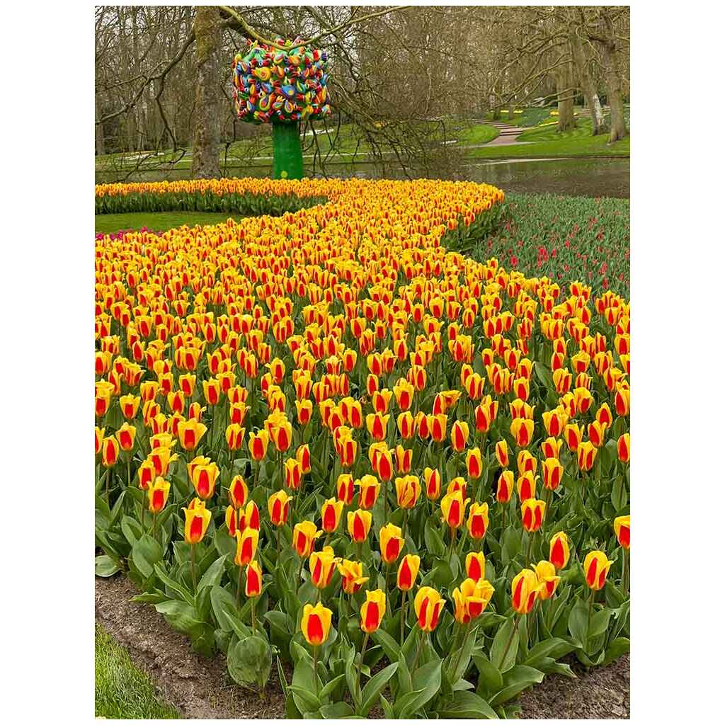 Lummetulppaani Stresa, 50 sipulia/pussi