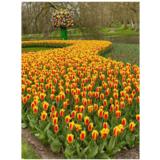 Lummetulppaani Stresa, 50 sipulia/pussi