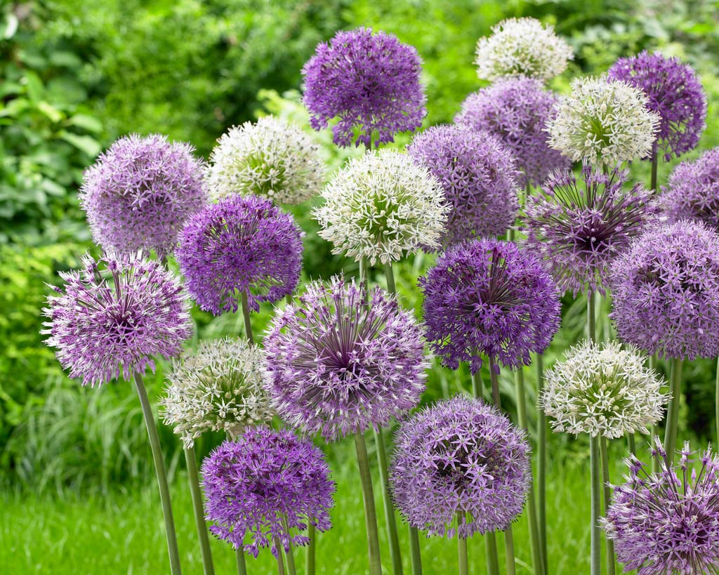 Allium blend