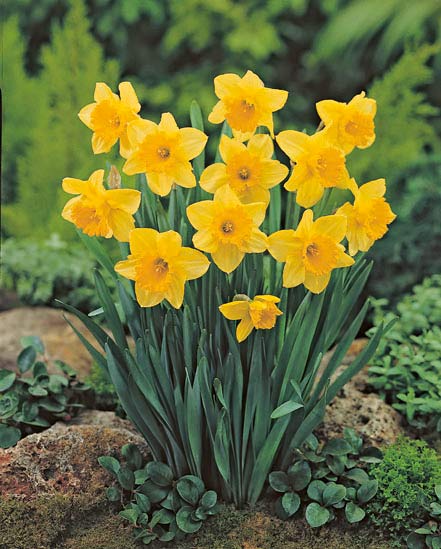 Narcis Carlton, 50 kpl/pussi