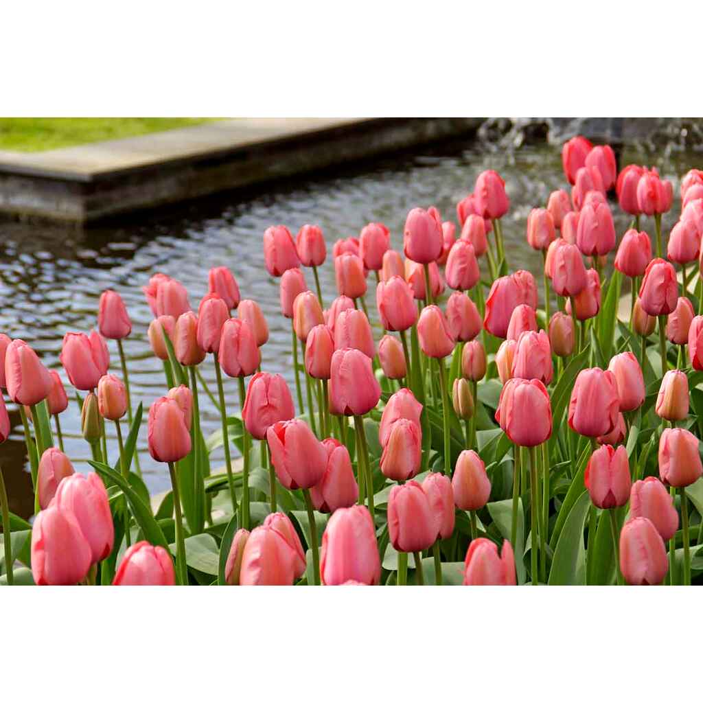 Tulppaani Pink Impression, 50 sipulia/pussi