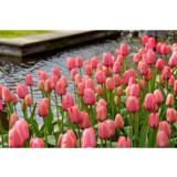 Tulppaani Pink Impression, 50 sipulia/pussi