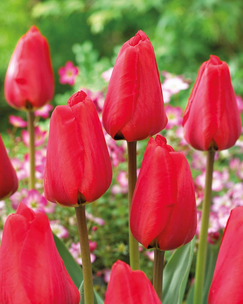 Tulip Apeldoorn, 50 kpl/pussi