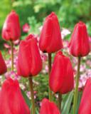 Tulppaani Apeldoorn, 50 sipulia/pussi