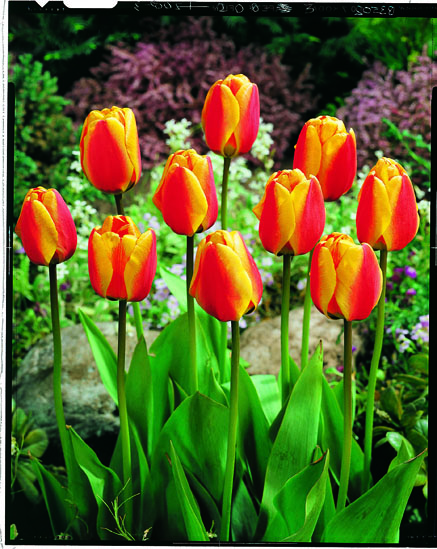 Tulppaani Apeldoorn's Elite, 50 sipulia/pussi