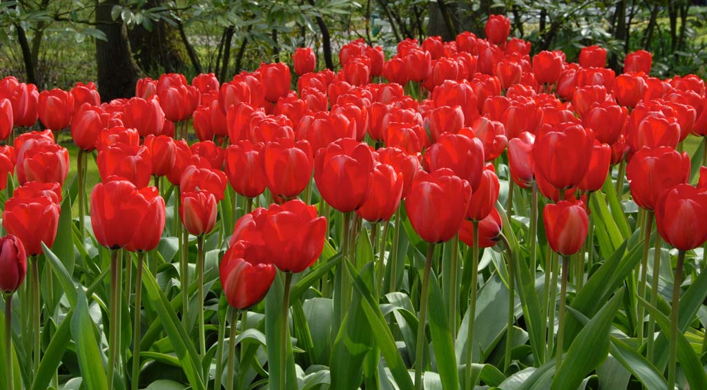 Tulip Red Impression, 50 kpl/pussi